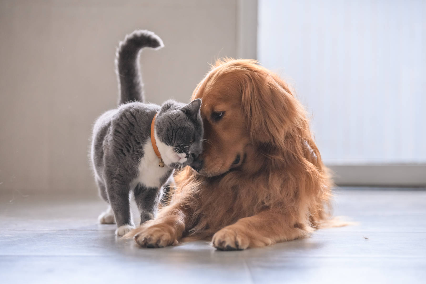 dog nudges food with nose