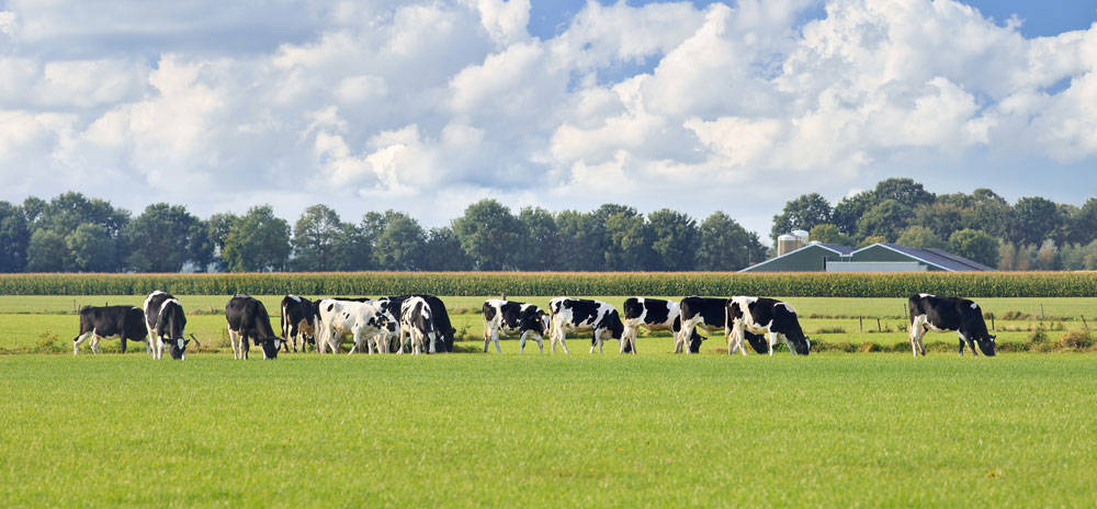 A herd of Holstein cattle in an open field