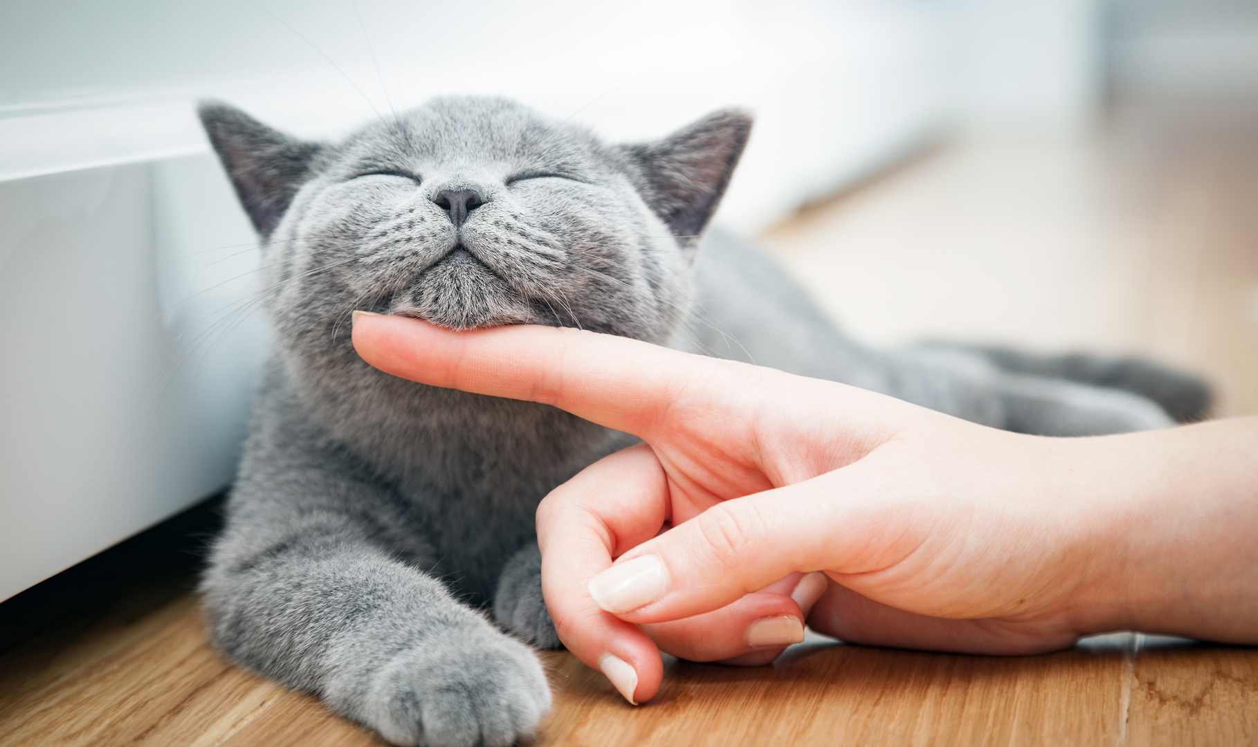 A person petting the underside of a cat's chin