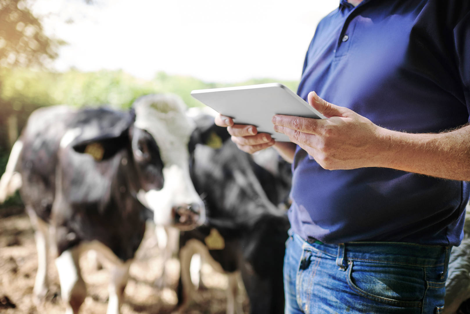 Dairy producer with tablet