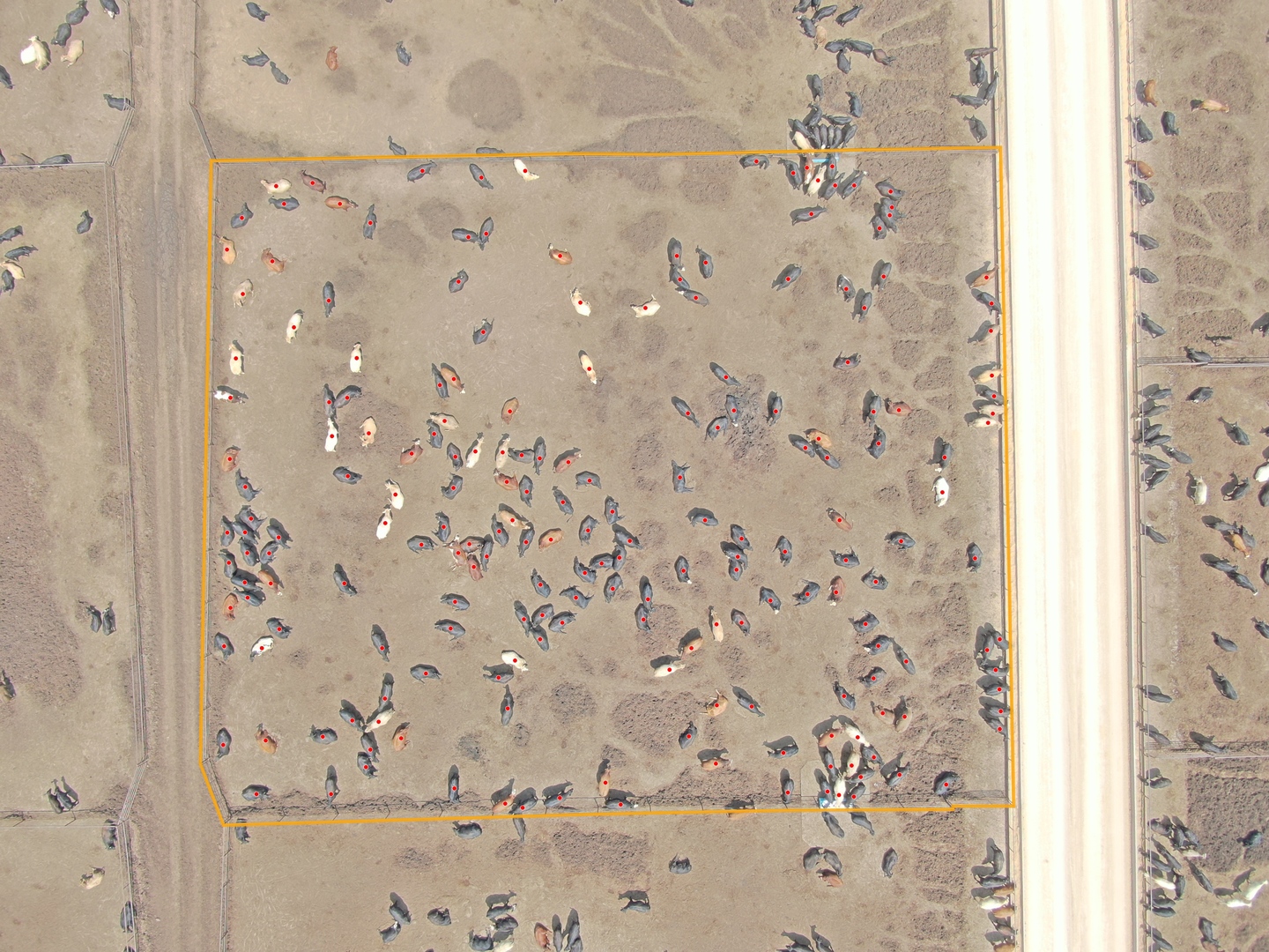 Aerial view of cattle counted by drone