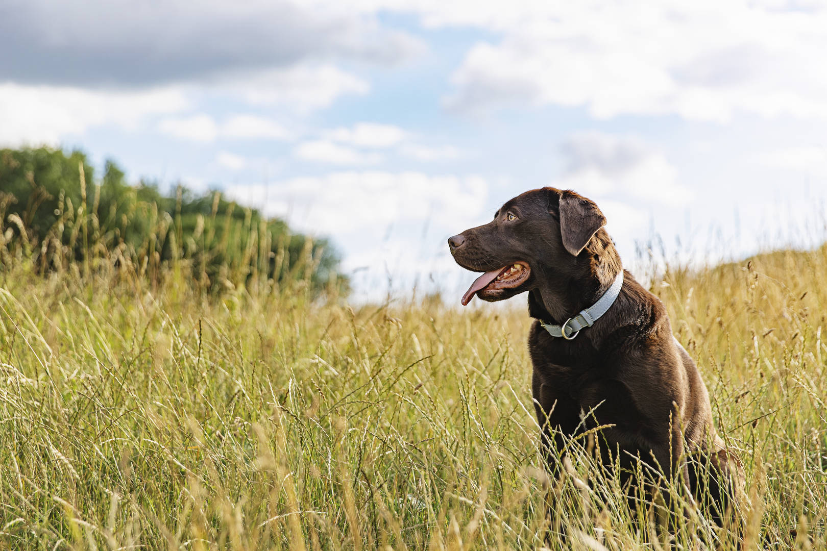Chocolate lab in field