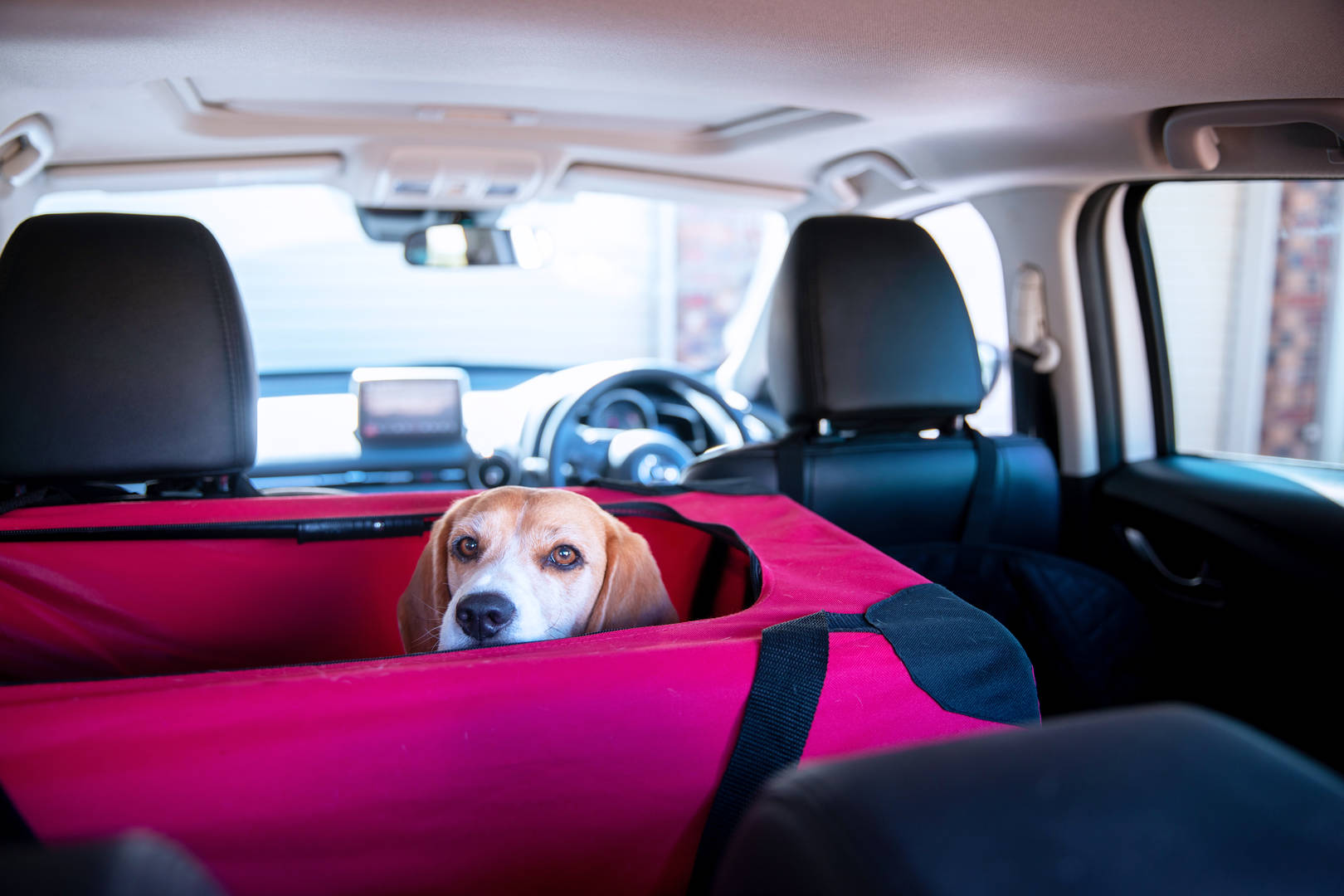 Dog in car carrier in back seat of car