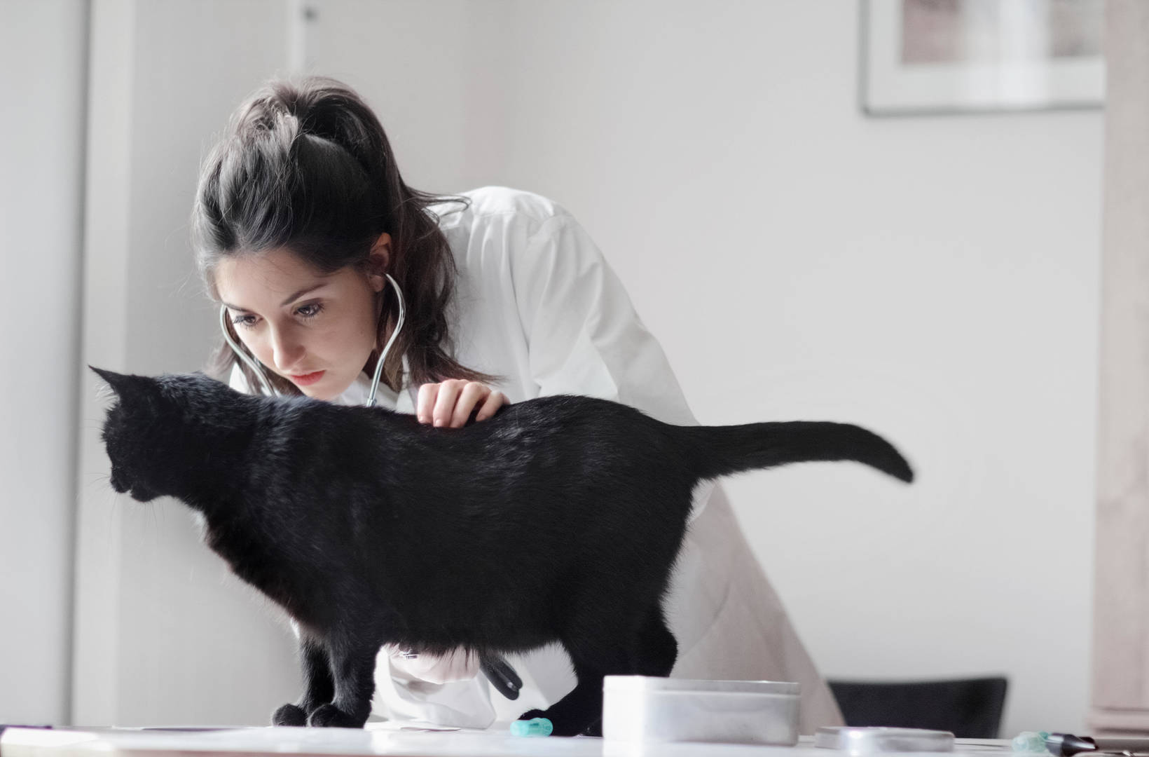 Female veterinarian examines black cat