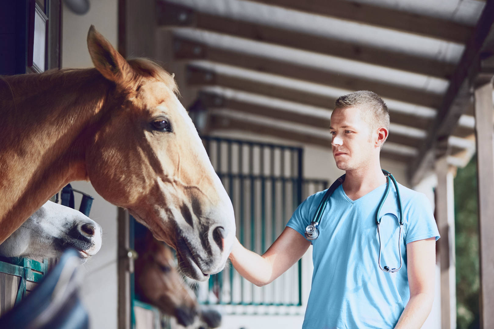 White male veterinarian examines  horse to administer equine core vaccines