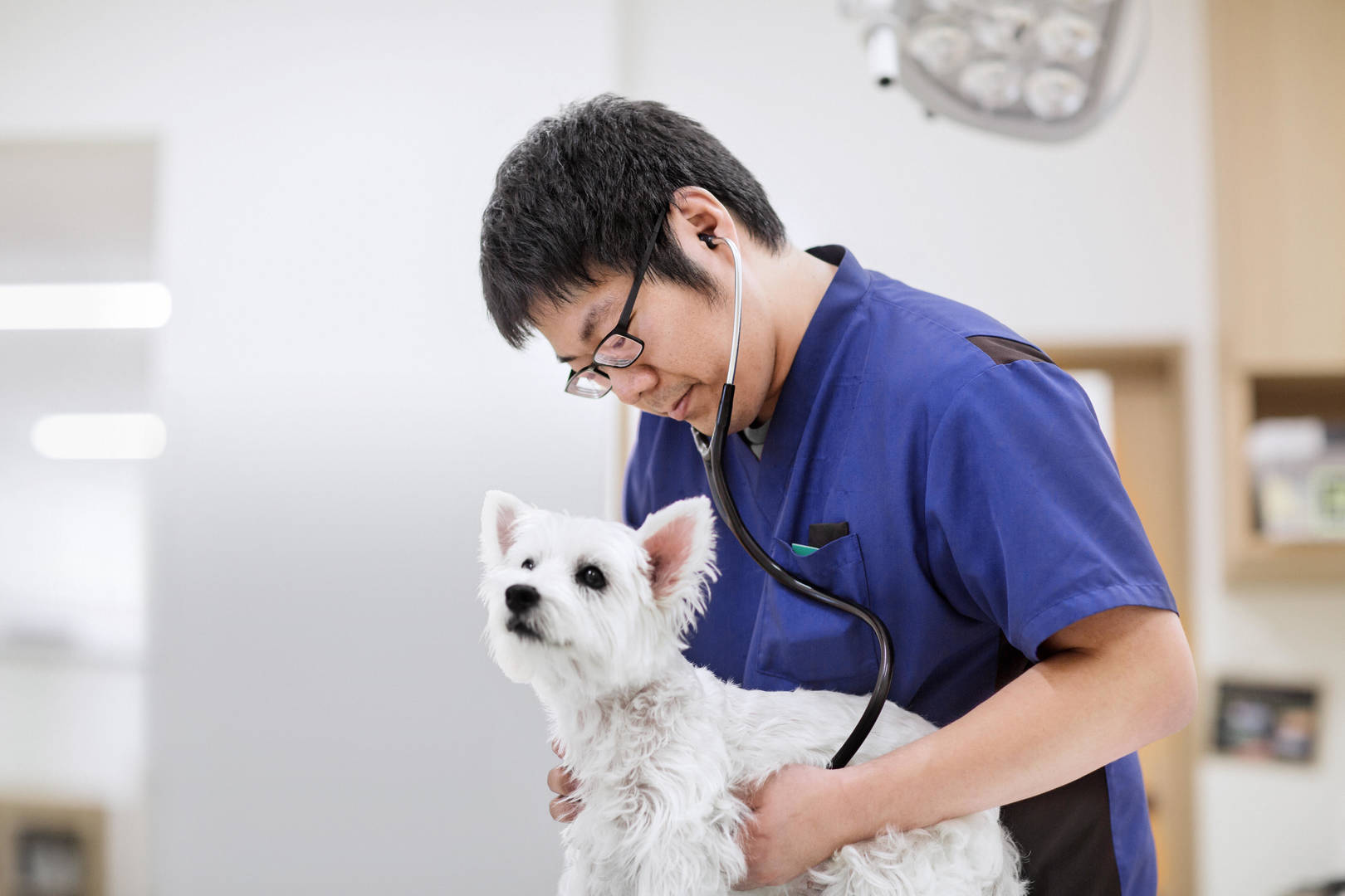 Asian American male veterinarian uses stethoscope on white dog